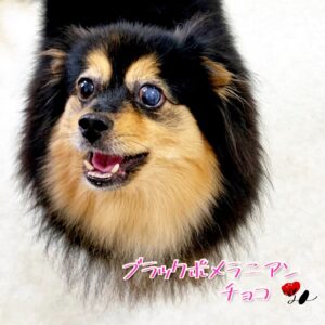 看板犬チョコ